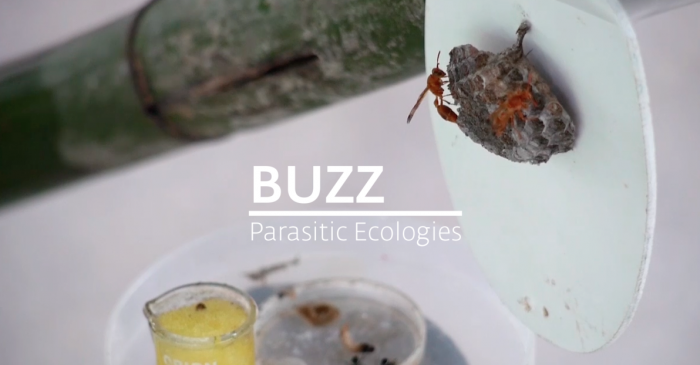 BUZZ Parasitic Ecologies